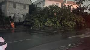 Chuva derruba árvores, fecha avenidas e causa transtorno em Belo Horizonte