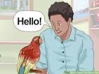 pictures of 2 parrots talking like humans cross