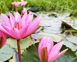 Image of লাল শালুক ফুল