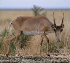 Résultat de recherche d'images pour "saiga antelope"