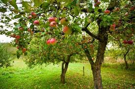 Resultado de imagen para arboles de manzana bucolicos