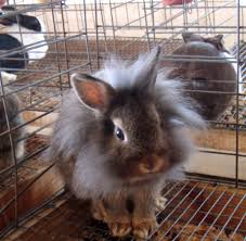 Hasil gambar untuk cage for rabbit