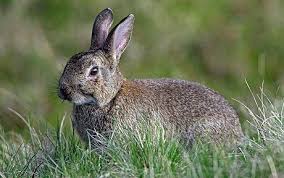 Image result for RABBIT