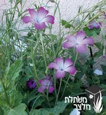 תוצאת תמונה עבור עלים רעננים ולחים