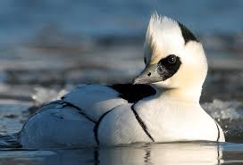 Image result for smew