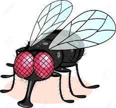 Image result for cartoon flies