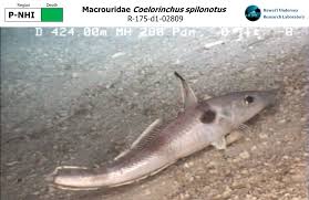 Image result for Coelorinchus spilonotus