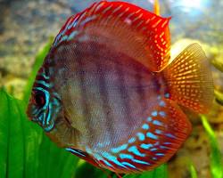 Gambar ikan Discus Symphysodon