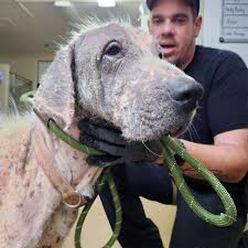 Rescued dogs' conditions 'shocking' 17 dogs, 2 birds and ...