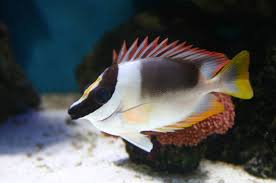 Image result for foxface fish images