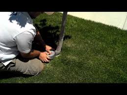 Résultat de recherche d'images pour "tree trunk repair grafts"