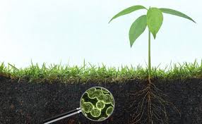 soil ile ilgili görsel sonucu