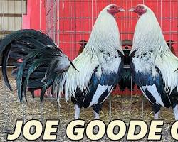 Image of Joe Goode Grey gamefowl silver dark hennie