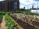 Urban farming