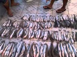 Resultado de imagem para pesca rs