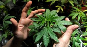 Resultado de imagen de Legalization