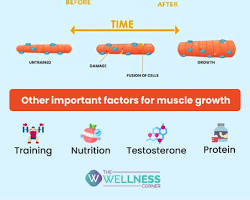 Muscle repair during sleep