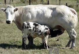 Image result for belgian blue bull meat