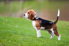 Resultado de imagen para beagle