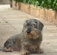 Gardeners' World favourite Monty Don reveals dog has died ...