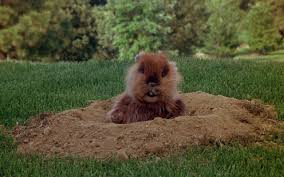 Image result for caddyshack