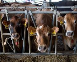 Image of Dairy farm cows