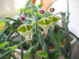 Résultat de recherche d'images pour "Ceropegia sandersonii"