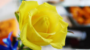 Image result for images of rose hd