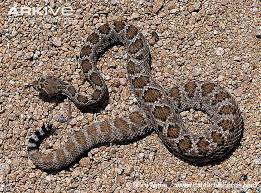Bildergebnis für rattlesnake