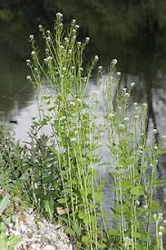 Image result for garlic mustard