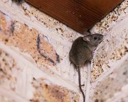 Imagem de Rato de telhado