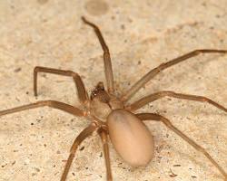 Image of Brown Recluse Spider in Texas