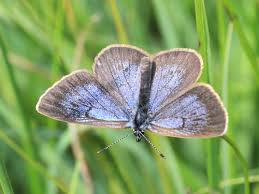 Picture of Dusky large blue