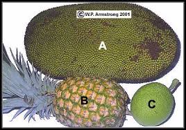 Resultado de imagen de Artocarpus heterophyllus