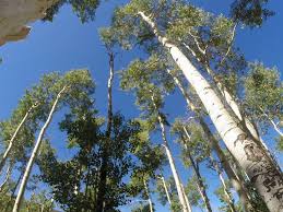 Kevin Torres. Think the world&#39;s largest living organism is a blue whale or giant sequoia tree? Think again! Researchers say the aspen grove is actually the ... - 1404320600006-7