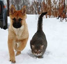The best buddies