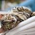 Uber will deliver kittens aroundAtlantaon Thursday
