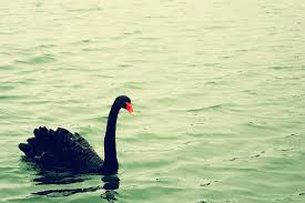 Image result for black swan green