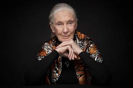 Fallece Jane Goodall, leyenda de la primatología, a los 91 años