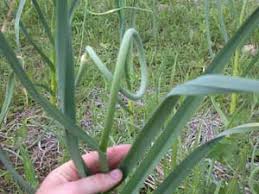 Résultat de recherche d'images pour "nouer l'ail"