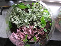 Image result for ‫تراریوم‬‎