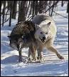 Wolf mating com