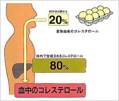 「コレステロールは肝臓で作られる」の画像検索結果