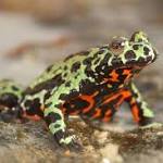  Exotic pet trade linked to invasive fungus that's killing frogs globally