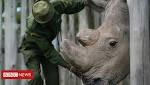 World's last male northern white rhino Sudan improves slightly
