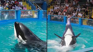Lolita the orca: Tributes pour in after 57-year-old orca ...