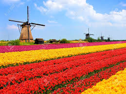 Image result for tulip fields holland