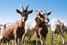 Image result for GOAT