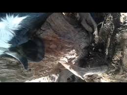 Image result for eyeball enucleation cattle