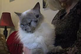 Bildergebnis für janus cat